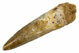 Fossil Spinosaurus Tooth - Real Dinosaur Tooth #324836-1